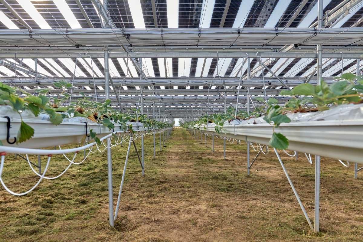 ferme-Etchelecu Un projet innovant en France : culture de fraises sous panneaux photovoltaïques semi-transparents